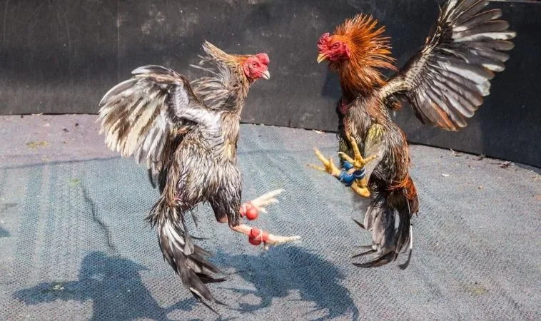 Hướng Dẫn Chơi Đá Gà Sabong WW88 Từ A Đến Z Cho Người Mới 1 Đá Gà Sabong WW88