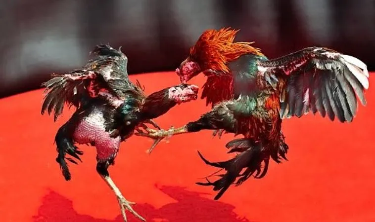 Chinh Phục Sảnh Đá Gà GA28 Tại WW88 Với Chiến Thuật Bất Bại 1 Đá Gà GA28 Tại WW88